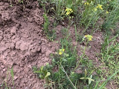 Erysimum crepidifolium
