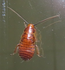 Oxyhaloa deusta