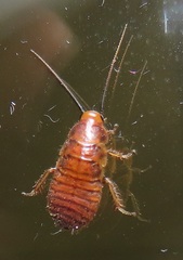 Oxyhaloa deusta