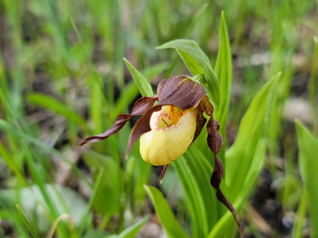 Cypripedium × andrewsii