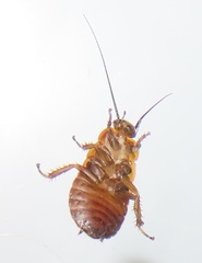 Oxyhaloa deusta