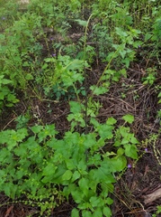 Helianthus debilis cucumerifolius