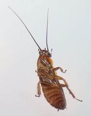 Oxyhaloa deusta