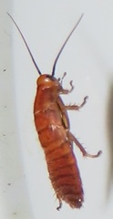 Oxyhaloa deusta