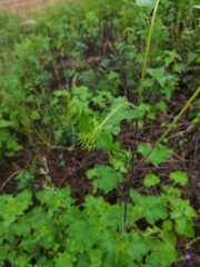 Helianthus debilis cucumerifolius