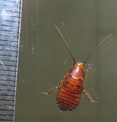 Oxyhaloa deusta