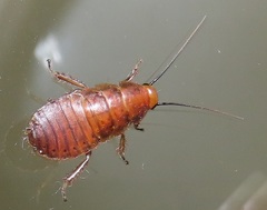 Oxyhaloa deusta