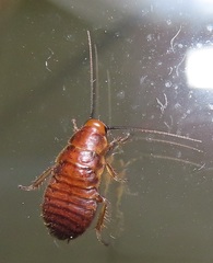 Oxyhaloa deusta