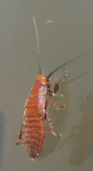 Oxyhaloa deusta