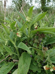 Symphytum officinale