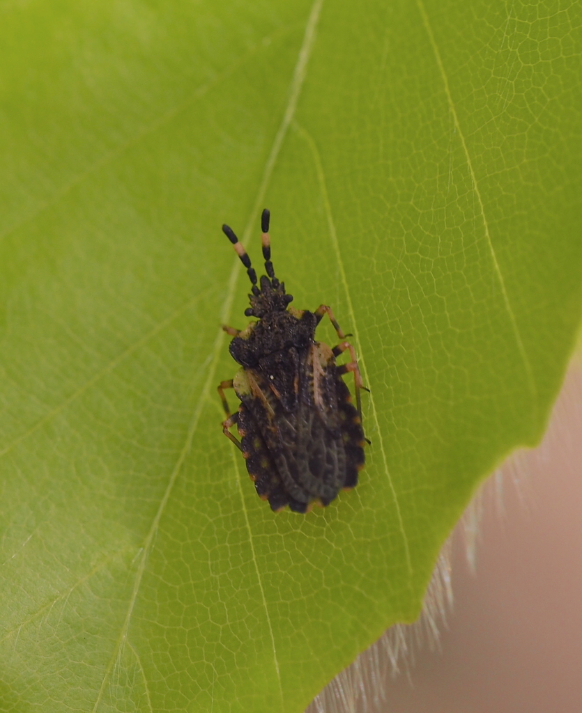 Aradus versicolor