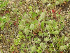 Trifolium sylvaticum