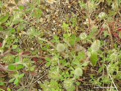 Trifolium sylvaticum