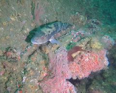 Paralabrax nebulifer