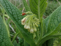 Symphytum officinale