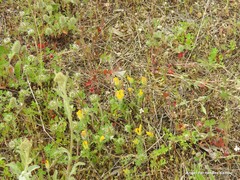 Trifolium sylvaticum