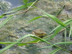 Pelophylax kurtmuelleri