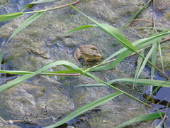 Pelophylax kurtmuelleri