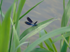 Calopteryx splendens