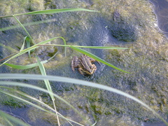 Pelophylax kurtmuelleri
