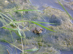 Pelophylax kurtmuelleri