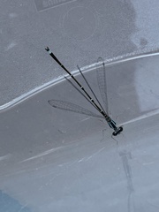 Enallagma exsulans