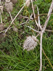 Datura stramonium