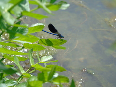 Calopteryx splendens