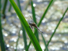 Libellula fulva