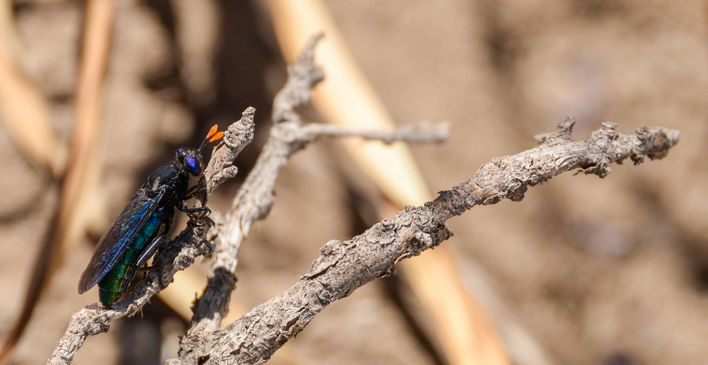 Paramydas igniticornis