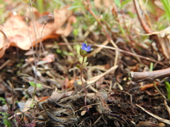 Veronica arvensis