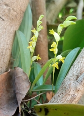 Stelis greenwoodii