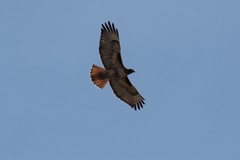 Buteo jamaicensis