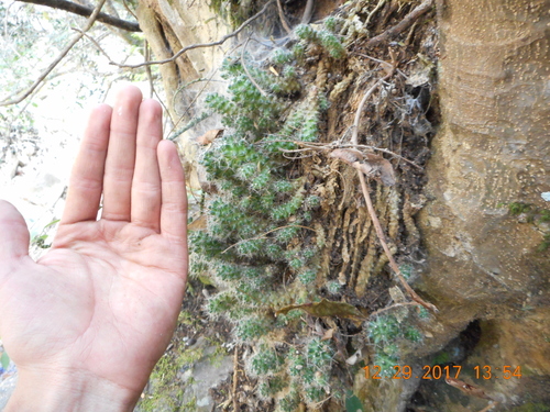 Mammillaria erythrosperma