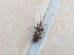 Centrocoris variegatus