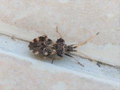 Centrocoris variegatus