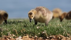 Branta canadensis