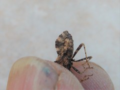 Centrocoris variegatus