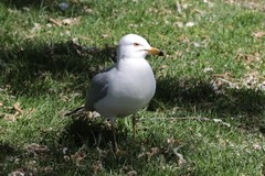 Larus delawarensis