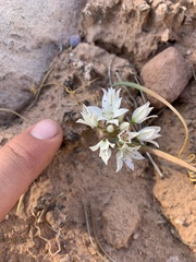 Allium nevadense