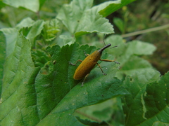Lixus pulverulentus