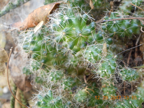 Mammillaria erythrosperma