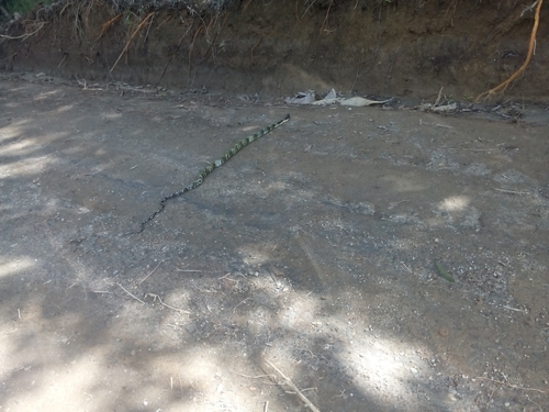 Shropshire's Puffing Snake
