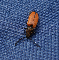 Anostirus castaneus