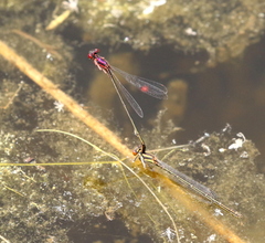 Enallagma dubium