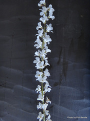 Francoa sonchifolia