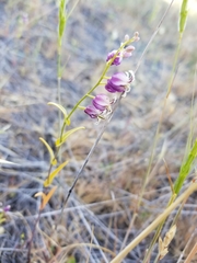 Streptanthus glandulosus secundus