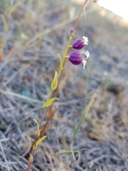 Streptanthus glandulosus secundus