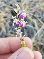 Streptanthus glandulosus secundus
