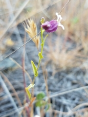 Streptanthus glandulosus secundus